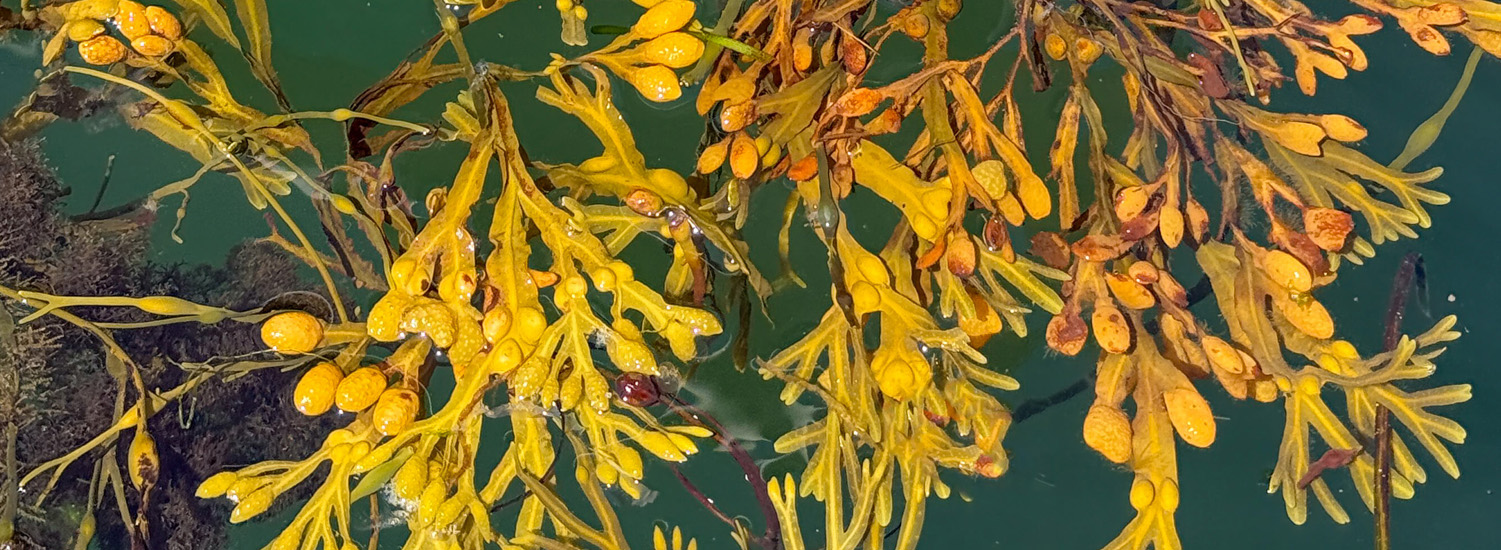 Seaweed in Rockland Maine