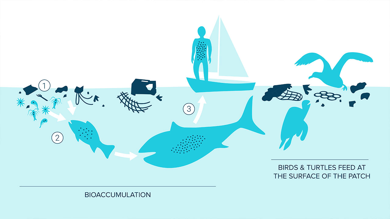 Bioaccumulation of Microplastics