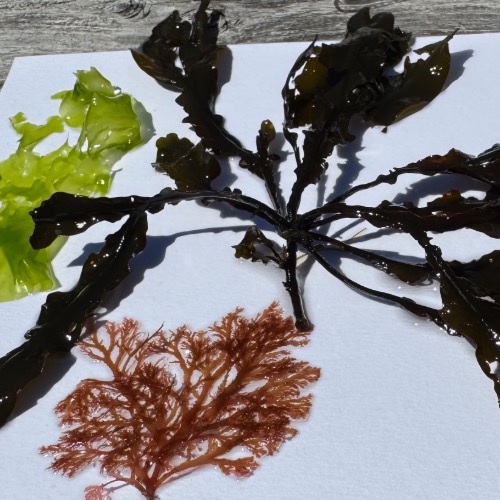 DIY Seaweed Press