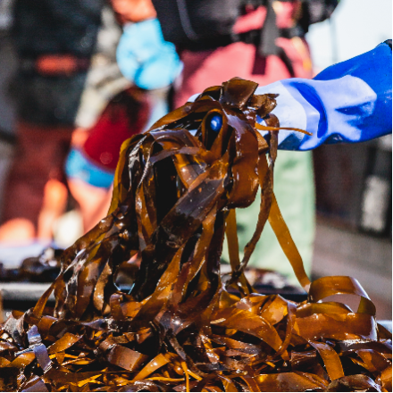 a handful of kelp