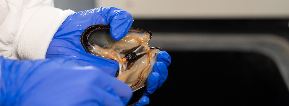 Bigelow Laboratory scientist shucks Maine shellfish