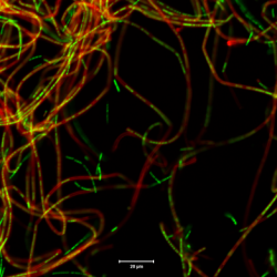 Leptothrix cholodnii, a sheathed bacterium; the sheaths are stained red with a maleimide dye specific for sulfhydryl (-SH) groups, while the cells are stained green with a dye for nucleic acids.