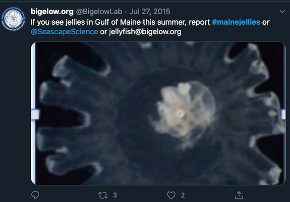 Bigelow.org Twitter post: If you see jellies in the Gulf of Maine this summer, report #mainejellies or @SeascapeScience or jellyfish@bigelow.org