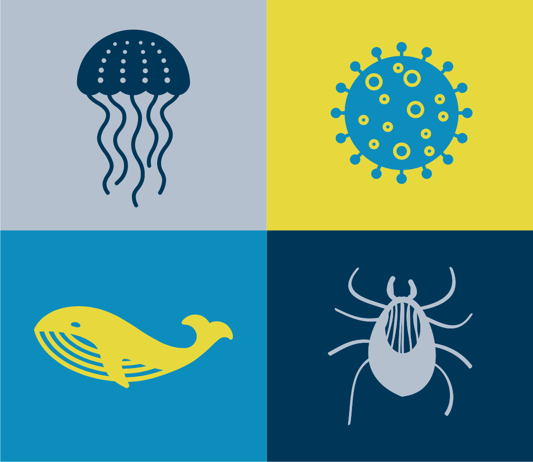 Image of jellyfish, COVID-19, whale, and tick
